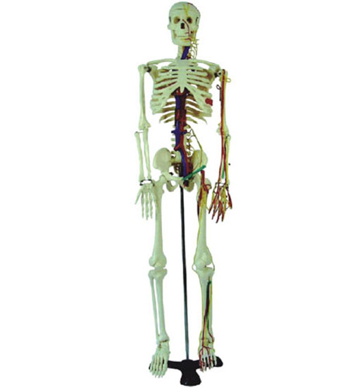 人体骨骼附血管神经模型