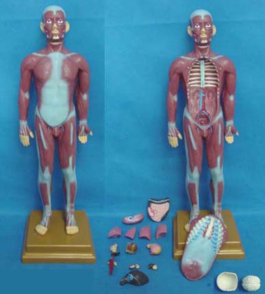 康人 人体全身肌肉附内脏模型 KAR/11301-2