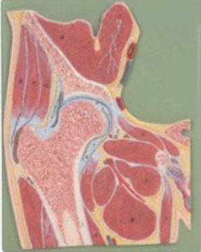 康人 膝关节剖面模型 KAR/11206