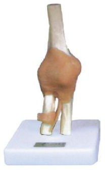 康人 膝关节功能模型 KAR/11209-5