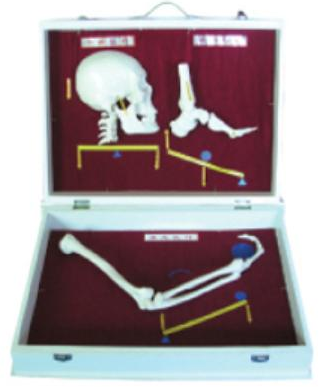 康人 人体骨杠杆分类模型 KAR/11211