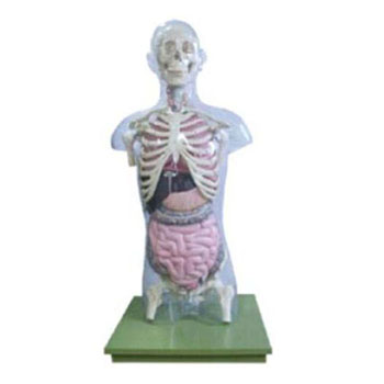 透明半身躯干附内脏模型 KAR/10004