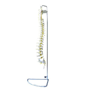 脊椎模型 KAR/111106