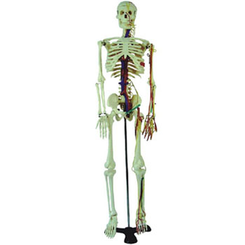 人体骨骼附血管神经模型 KAR/11101-4