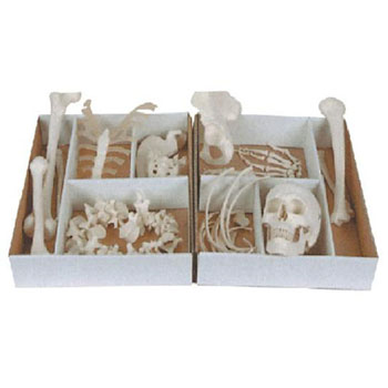 康人未组装全身散骨模型 KAR/11103