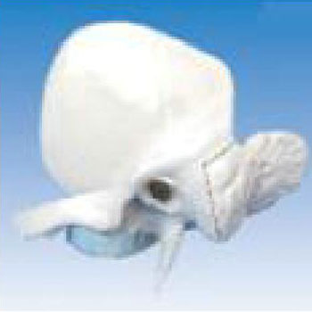 颞骨放大模型 KAR/11119