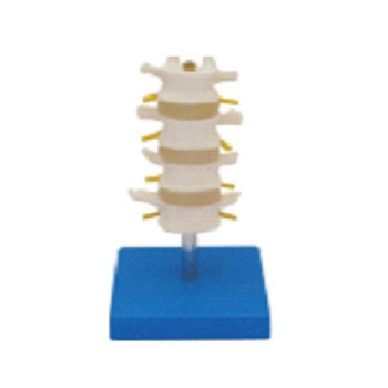 正常腰椎组合 KAR/11109-3