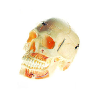 成人头颅骨附血管神经模型 KAR/11113