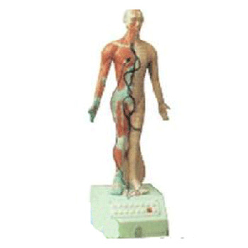 电动语言十四针灸模型 高85cm
