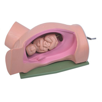 分娩机转示教模型 KAR/5
