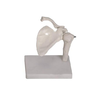 肩关节模型 KAR/11201-1