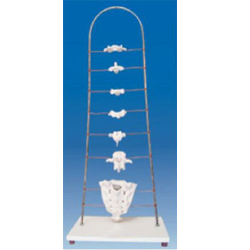 各部椎骨形态特征模型 KAR/11135