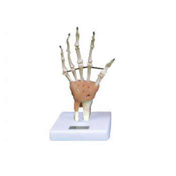 手关节功能模型 KAR/11209-3