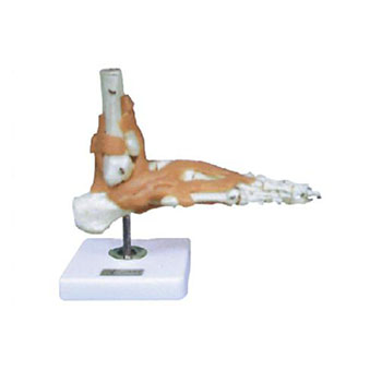 足关节功能模型 KAR/11209-6