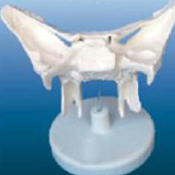 蝶骨放大模型 KAR/11120