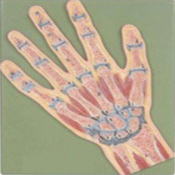 手关节剖面模型 KAR/11204