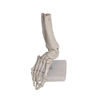 足关节模型 KAR/111201-6