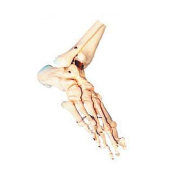 足骨模型 KAR/11133