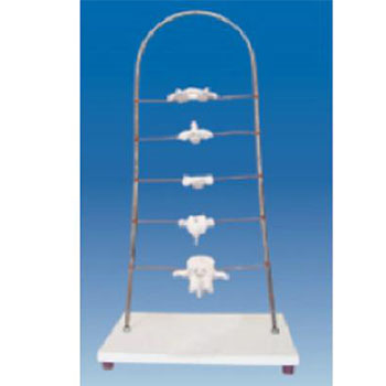 寰、枢、颈、胸、腰椎模型 KAR/11136