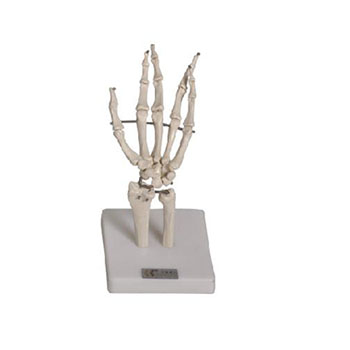 手关节模型 KAR/11201-3