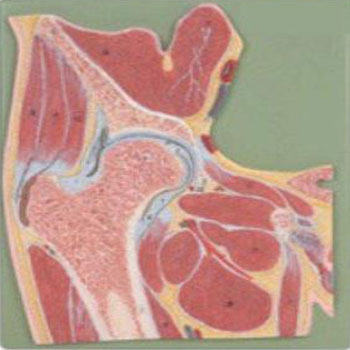 膝关节剖面模型 KAR/11206