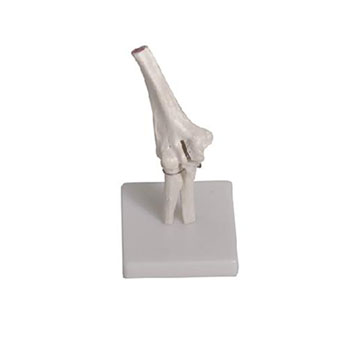 肘关节模型 KAR/11201-2