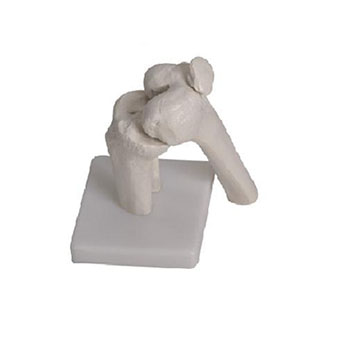 膝关节模型 KAR/111201-5