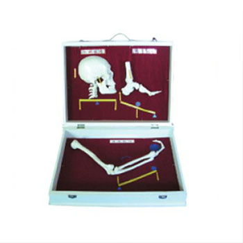 人体骨杠杆分类模型 KAR/11211