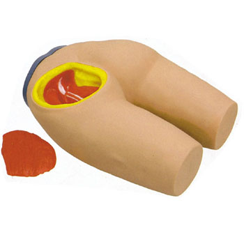 高级臀部肌肉注射与解剖结构模型 KAR/T3