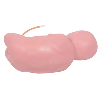 新生儿腰穿刺模型 KAR/L60A