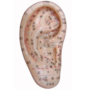 上海经络通耳穴模型/耳针模型/耳朵模型/针灸耳模型 模型