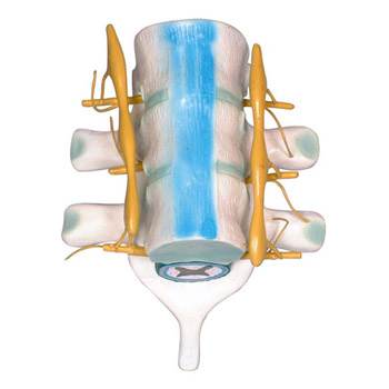 益联脊髓和脊神经模型 YLM2099