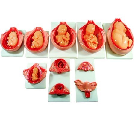 高级胎儿妊娠发育过程模型 XC-414