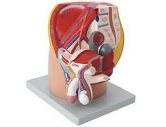 男性盆腔正中失状切面模型(4部件) KAR/15101