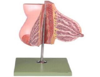 哺乳期女性乳房解剖模型 KAR/15111