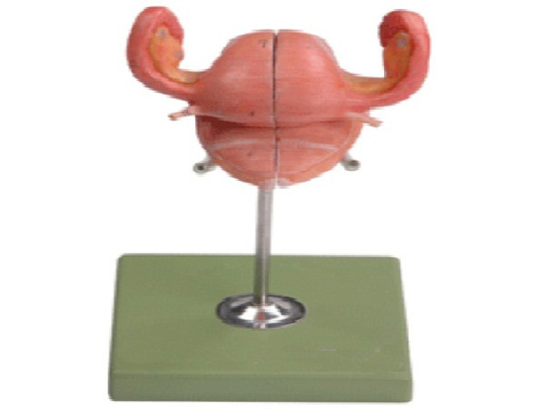 子宫解剖模型 KAR/15109