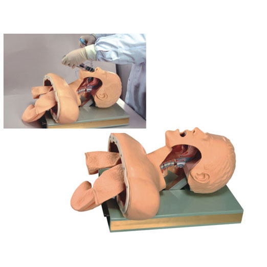 高级人体气管插管训练模型 KAS-50