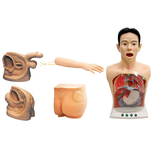 新型基础护理实习操作模型(五部件) KAS-17