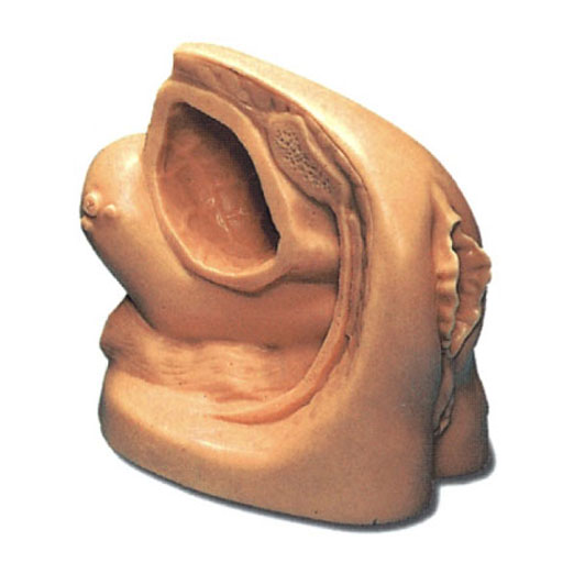 高级女性导尿外生殖器模型 KAS-A2