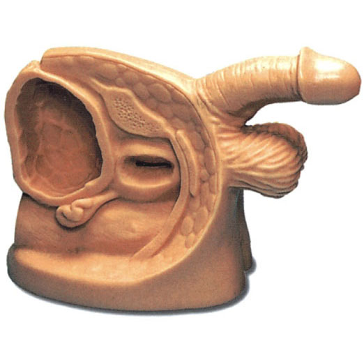 高级男性导尿外生殖器模型 KAS-A1