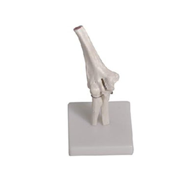  肘关节模型KAR/11201-2