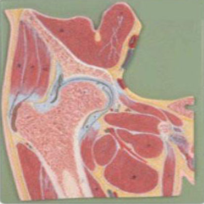  膝关节剖面模型KAR/11206