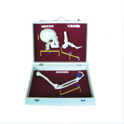  人体骨杠杆分类模型KAR/11211