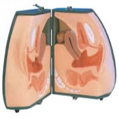 中弘高级女性避孕器指导模型ZH-N