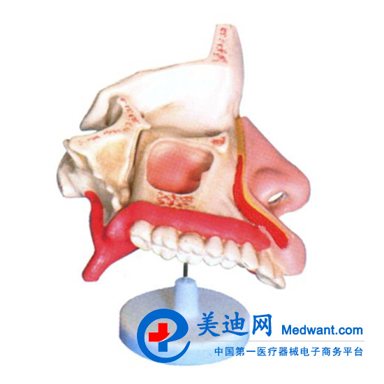 益联  鼻腔解剖模型  M2048