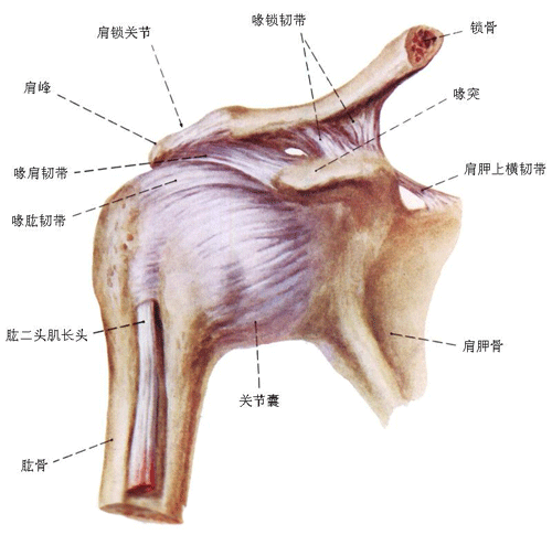 肩周炎病理与临床表现