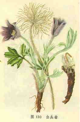 【来源】 为毛茛科植物白头翁pulsatilla chinensis (bge.