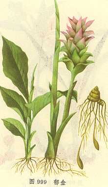 【来源】 为姜科植物郁金curcuma aromatica salisb.的块根.