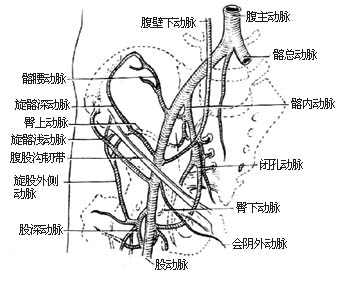 吻合血管的髂骨切取术