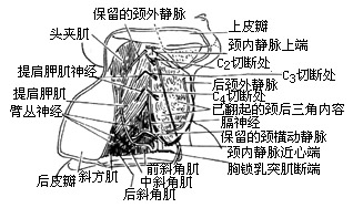 清除颈后三角